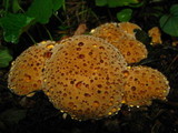 Inonotus dryadeus image