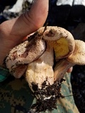 Gymnopilus luteofolius image