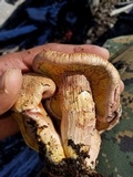 Gymnopilus luteofolius image