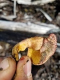 Gymnopilus luteofolius image