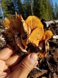 Gymnopilus luteofolius image