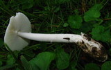 Amanita rasitabula image