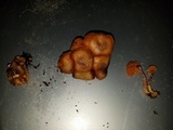 Gymnopilus luteofolius image