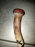 Gymnopilus luteofolius image