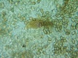 Hypholoma ericaeoides image