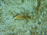Hypholoma ericaeoides image