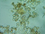 Hypholoma ericaeoides image