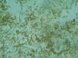 Hypholoma ericaeoides image