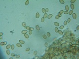 Hypholoma ericaeoides image