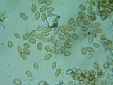 Hypholoma ericaeoides image