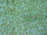 Hypholoma ericaeoides image