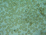 Hypholoma ericaeoides image