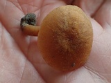 Rhodocybe nitellina image