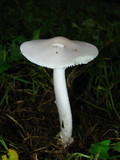 Amanita rasitabula image