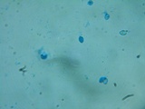 Rhodocybe nitellina image