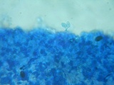 Rhodocybe nitellina image
