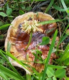 Ganoderma sessile image