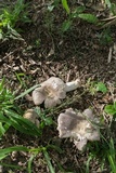 Russula crustosa image