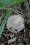 Russula crustosa image