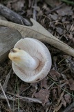 Russula crustosa image