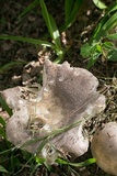 Russula crustosa image