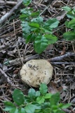 Russula farinipes image