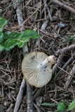 Russula farinipes image