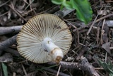 Russula farinipes image