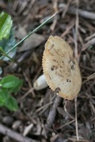 Russula farinipes image