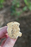 Russula farinipes image