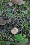 Russula farinipes image