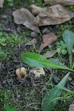 Russula farinipes image