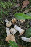 Russula farinipes image