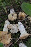 Russula farinipes image