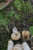 Russula farinipes image