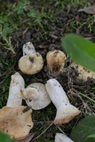 Russula farinipes image