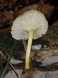 Cyptotrama chrysopepla image