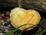 Cyptotrama chrysopepla image
