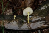 Cyptotrama chrysopepla image