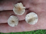 Mycetinis scorodonius image