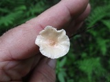 Mycetinis scorodonius image