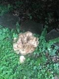 Bondarzewia berkeleyi image