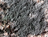 Aspicilia transbaicalica image