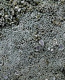 Aspicilia transbaicalica image