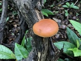 Gymnopilus liquiritiae image