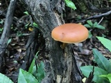 Gymnopilus liquiritiae image