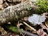 Tremella fuciformis image