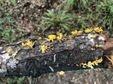 Dacryopinax spathularia image
