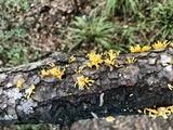 Dacryopinax spathularia image