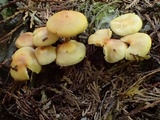 Kuehneromyces lignicola image